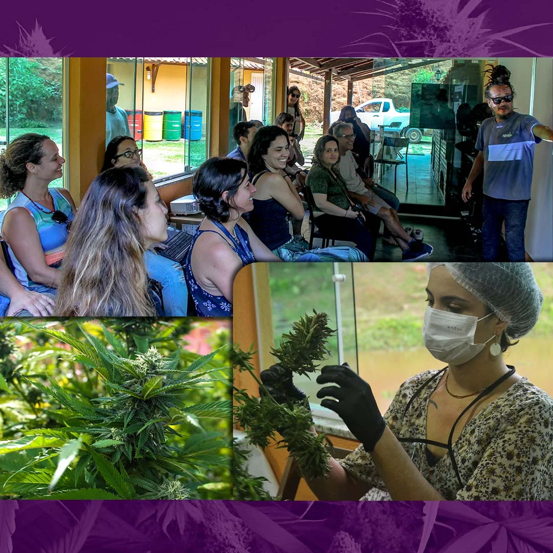 APEPI Escola - Curso de Prescrição Medicinal de Cannabis